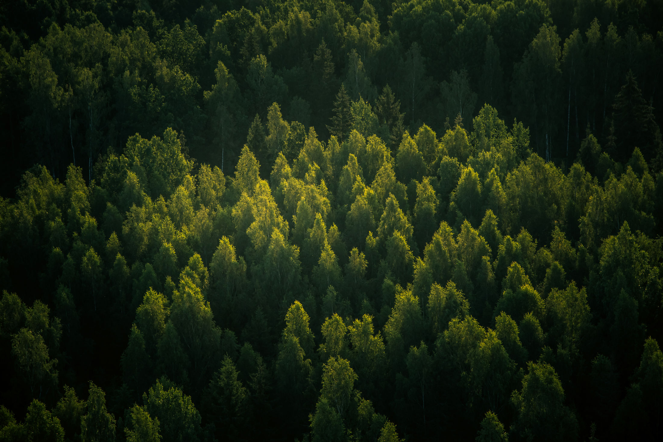 Foresta vista dall’alto, simbolo dell’impegno ambientale di Alpsim e del progetto Alpsim Forest