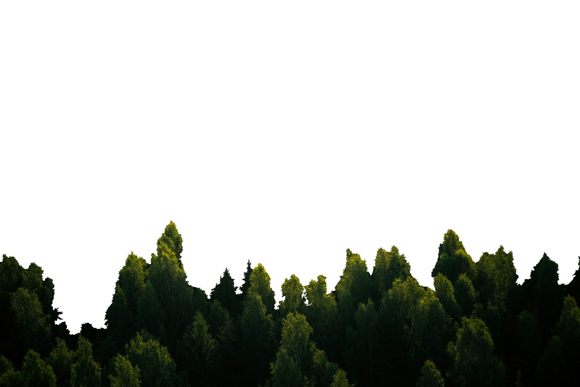 Foresta vista dall’alto, simbolo dell’impegno ambientale di Alpsim e del progetto Alpsim Forest